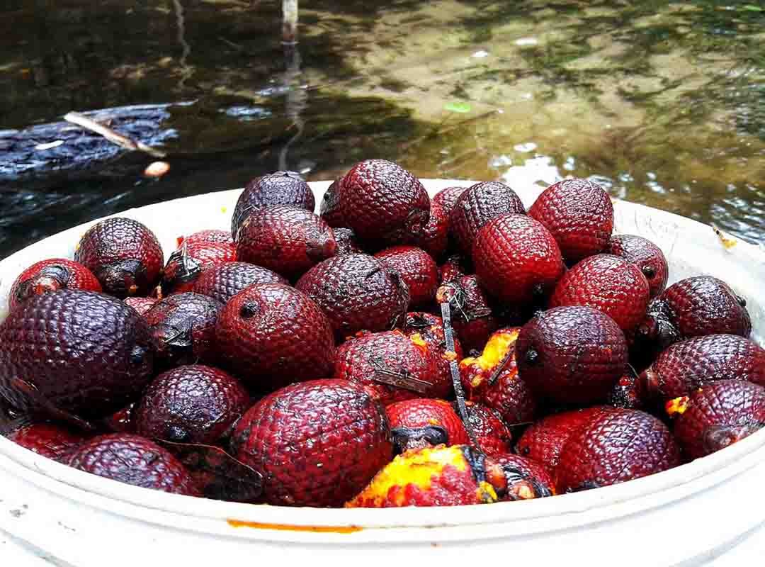 Buriti – Seu óleo é rico em carotenoides, que protegem contra o envelhecimento precoce. Utilizado em filtros solares, óleos bronzeadores e cremes antioxidantes.
