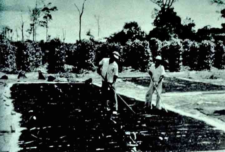 Em lotes cobertos por floresta, essas famílias ergueram casas e tiravam o sustento das plantações. 