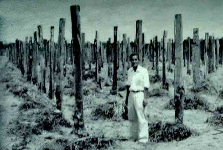 Nos anos 70, a colônia de japoneses de Tomé-Açu passou por um período dramático ao ter suas plantações de pimenta do reino arruinadas por fungos do gênero Fusarium. 