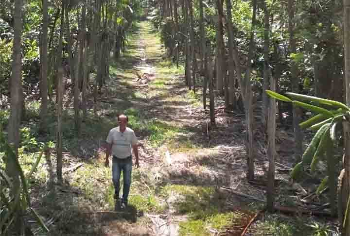 Uma comunidade japonesa radicada  no município de Tomé-Açu, no nordeste do Pará, tornou-se modelo de produção agrícola e combate ao desmatamento da Amazônia. A rede britânica BBC contou a história num documentário.