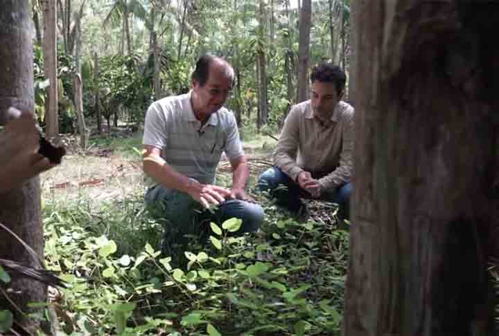 “Ele (Sakaguchi) via o ribeirinho produzindo com harmonia”, explicou o agricultor no depoimento à BBC, ilustrando como a observação do engenheiro florestal resultou na técnica de cultivo que a comunidade adota ainda hoje. 