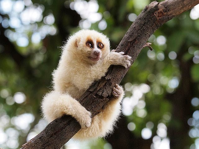 Lóris ou macaco lento: O único primata peçonhento, é 