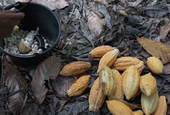 O carro-chefe da produção em Tomé-Açu atualmente é o cacau, a matéria-prima do chocolate. 