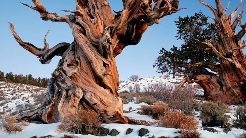 A localização exata não é divulgada para evitar vandalismo. Afinal, na mesma região de Nevada, uma árvore foi cortada e só então descobriu-se que, na ocasião, era a mais antiga do planeta. 