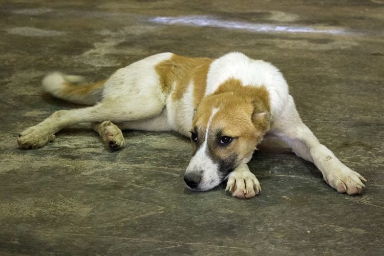 Ao longo da pandemia de Covid-19, cresceu o número de adoções de animais no Brasil, muito por conta do isolamento. 