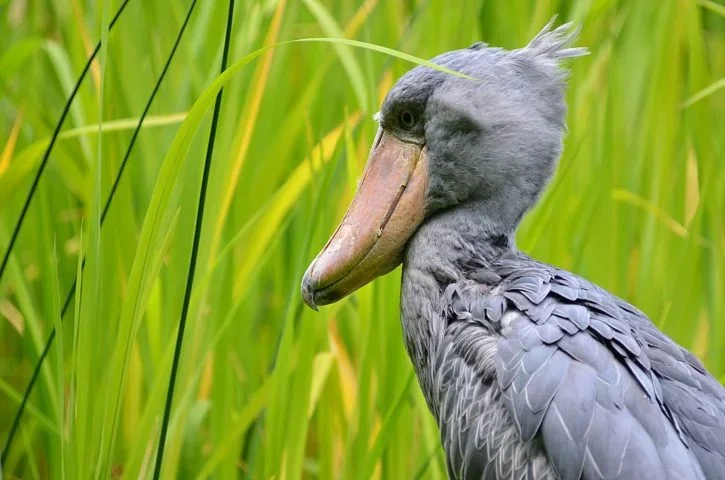 A ordem dos Pelecaniformes, à qual a a Cegonha-bico-de-sapato pertence, surgiu no final do Cretáceo, cerca de 145 a 66 milhões de anos atrás.
