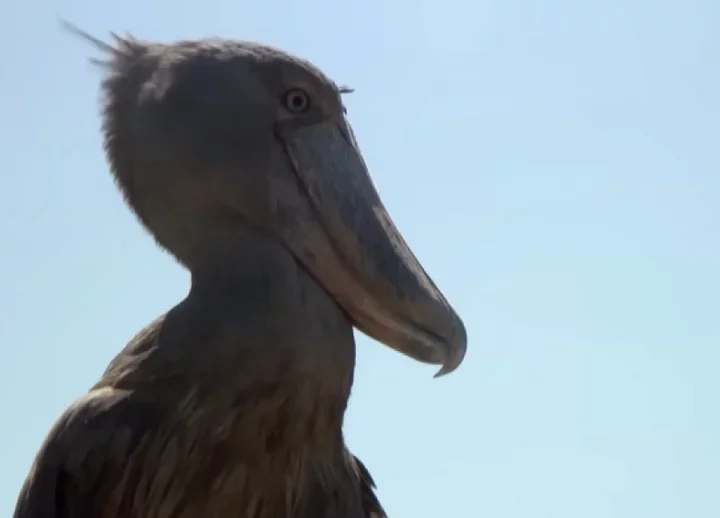 A Cegonha-bico-de-sapato é um predador que pode até mesmo engolir uma presa inteira, a depender do tamanho.