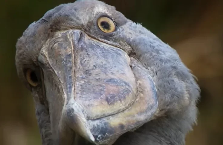 Essa ave paciente espreita suas presas em pântanos e lagos rasos, permanecendo imóvel por longos períodos até o momento oportuno para atacar com precisão mortal.