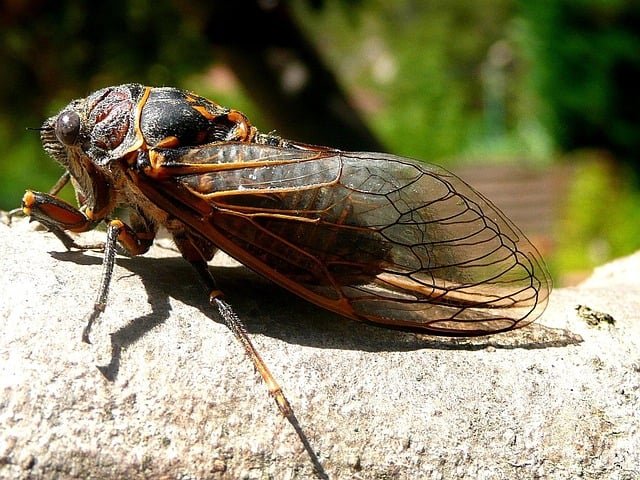 Algumas espécies são endêmicas de certas regiões, como as cigarras periódicas da América do Norte, que emergem em ciclos de 13 ou 17 anos.

