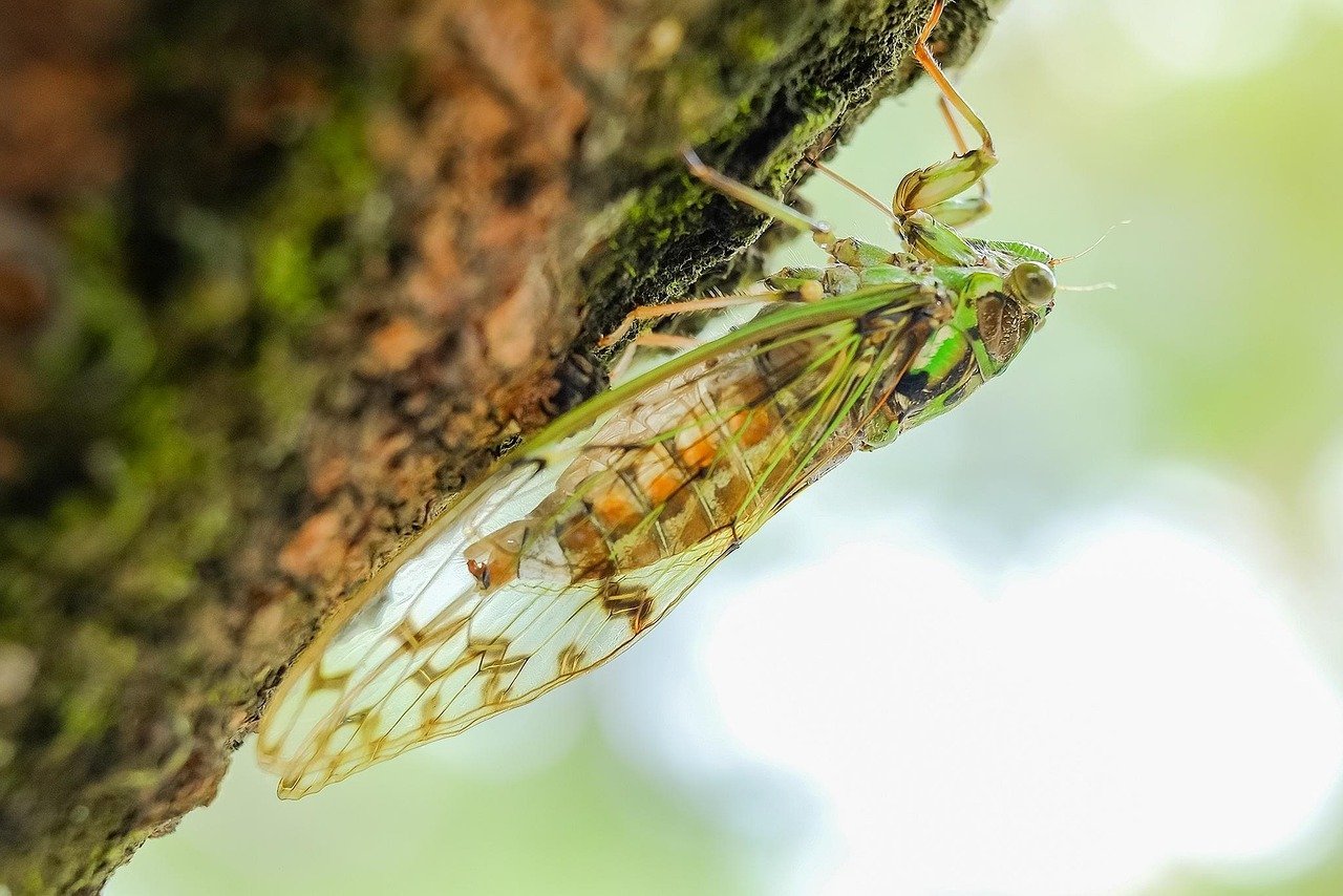 No Brasil, são comuns em todo o território, especialmente em regiões mais quentes.Seus habitats mais comuns incluem áreas arborizadas, bosques e campos abertos.