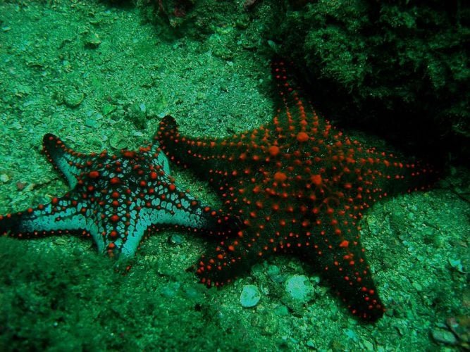 Estrela-do-mar: O equinodermo é um dos animais marinhos mais lentos, atingindo 0,09 km/h. Possui 5 braços, é carnívora, mas também se alimenta de algumas algas e matérias orgânicas.