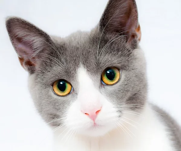 Depois do sucesso com os cãezinhos, a Holanda implem4nta agora as mesmas políticas com os gatos.