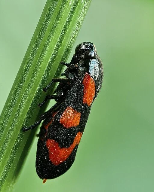 No Brasil, estima-se que existam milhões de cigarras espalhadas por diferentes biomas. Como são insetos comuns e pouco estudados em termos de população, não há um número exato, mas sua presença é garantida a cada ciclo reprodutivo.
