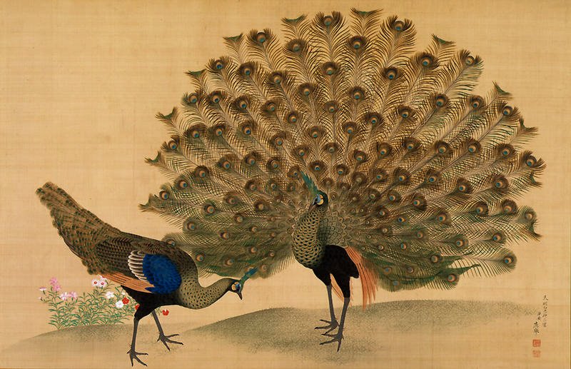 Outro caso em que o pavão se destacou nas artes foi na pintura de Maruyama ?kyo, em 1781. Assim, o pintor japonês retratou o pavão-verde.
