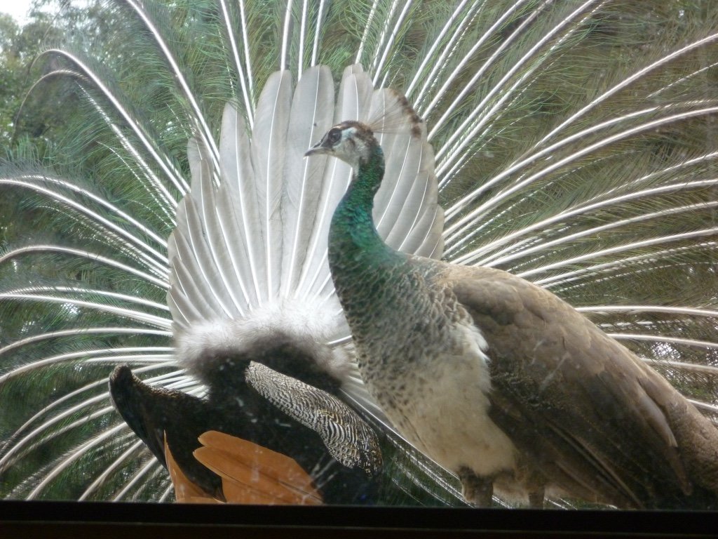 Na natureza, os pavões encontram seu alimento ciscando na serrapilheira ao amanhecer ou ao anoitecer. Quando o dia está mais quente, esses animais entram nas partes mais arborizadas das florestas a fim de se proteger do calor.