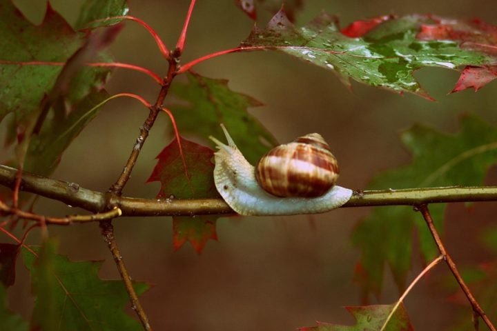 Caracol de jardim: Este molusco terrestre é extremamente lento, movendo-se a 0,050 km/h. Existem mais de 20.000 espécies descritas dele, e uma curiosidade é que não possui audição. Pode ser criado em cativeiro.