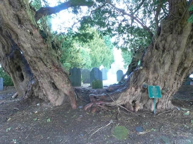 Suas folhas estreitas e verdes são características dos teixos, e a árvore é um símbolo cultural e espiritual, frequentemente associada a rituais antigos. Ela tem sepulturas ao seu redor. 