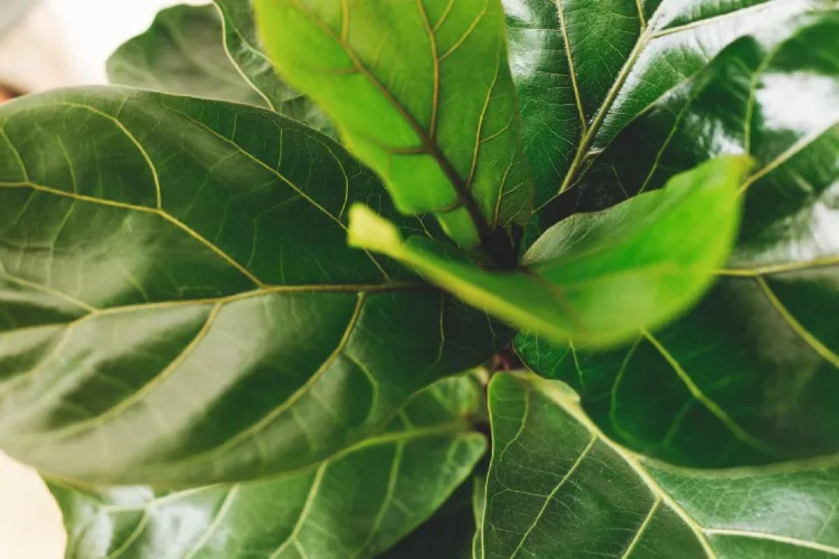 Planta Figueira-lira 