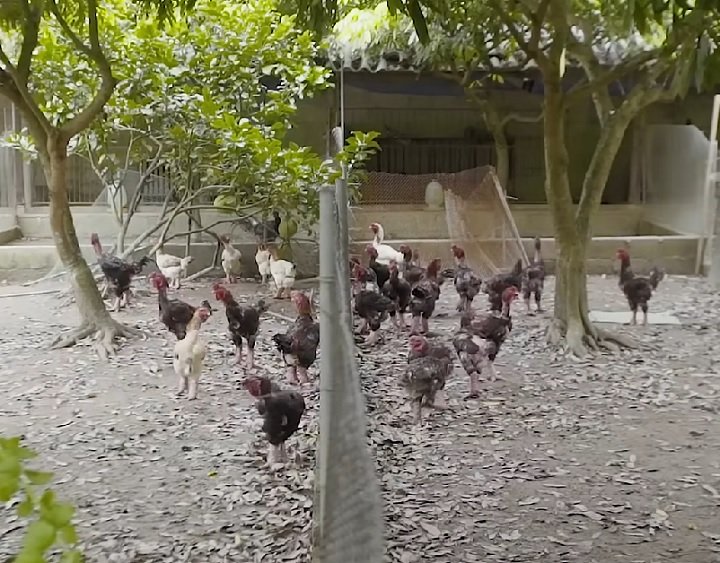 As galinhas Dong Tao apresentam baixa produÃ§Ã£o de ovos, em mÃ©dia entre 60 e 70 por ano. Esse fato, aliado Ã  raridade da raÃ§a, contribui para o alto valor dos ovos e da carne.