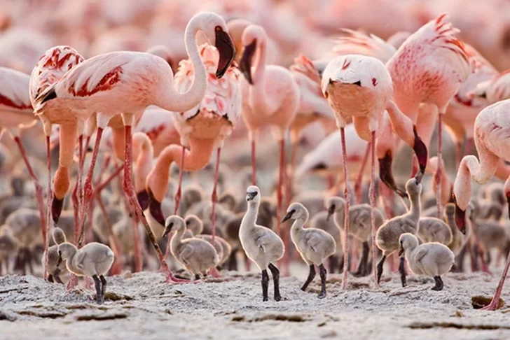 Além disso, o lago também é famoso por ser o habitat de milhares de flamingos. Os turistas podem fazer trilhas para observar a vida selvagem.
