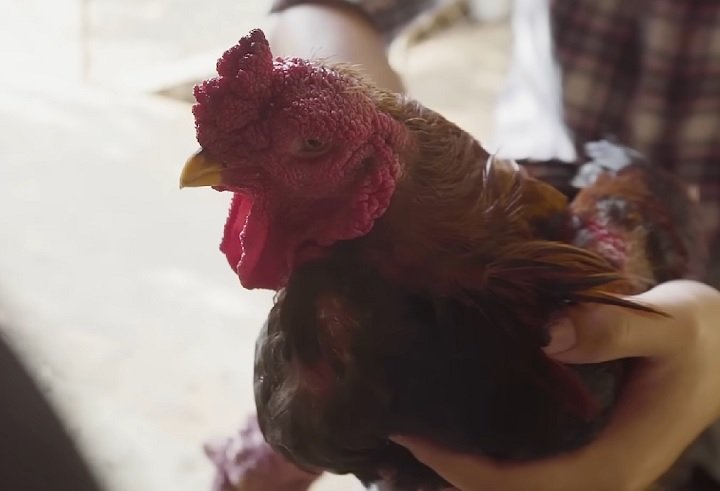 Apesar de sua aparência imponente, as galinhas Dong Tao são conhecidas por seu temperamento dócil e calmo.