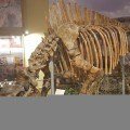 Pesquisadores descobrem fóssil de animal com um só chifre: Unicórnio é mito ou realidade? - Altes wikimedia commons 