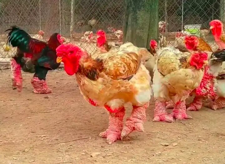 Além de sua aparência única, essas aves são muito valiosas e são bem procuradas nos mercados justamente por serem raras. 