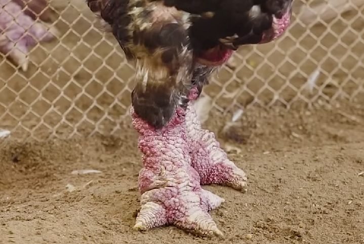 A característica mais marcante dessas galinhas são suas pernas grossas e escamosas, que se parecem com troncos de árvore.