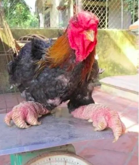 As galinhas Dong Tao, também conhecidas como galinhas Dragão, são uma raça rara e peculiar originária da aldeia de ?ông T?o, no Vietnã.