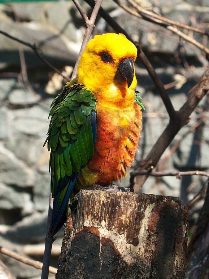 Essa ave da família dos Psittacidae também é chamada de Perequitão Nordestino. Ela nede 30 cm de comprimento e pesa cerca de 130 g. Bela, tem a cabeça e partes inferiores de laranja, manto verde e peito avermelhado. 