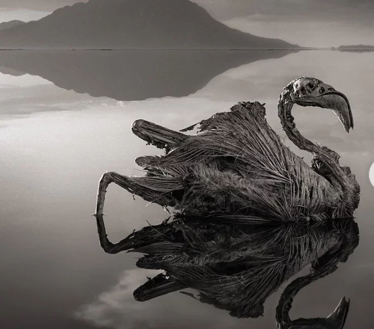 Além disso, as temperaturas podem ultrapassar 40°C, e animais que entram na água podem ser 