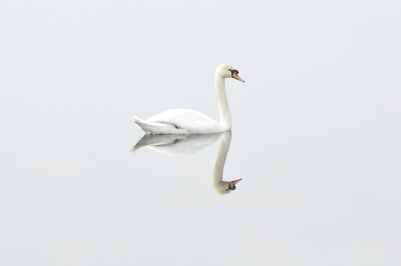 Os cisnes são naturalmente encontrados em ambientes temperados, raramente ocorrendo sua presença nos trópicos. Sendo assim, o número de ovos por postura é entre 3 e 8 ovos.