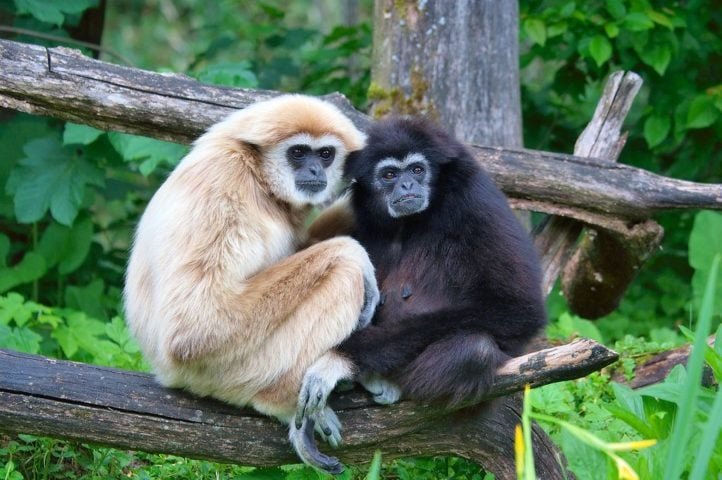 Gibões: Esses primatas, conhecidos por seus laços monogâmicos, formam pares estáveis e defendem territórios juntos, cuidando dos filhotes até que eles sejam independentes.