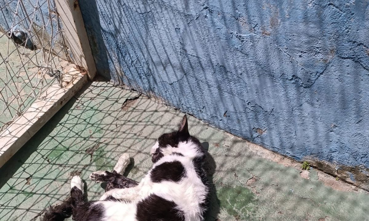Um dos animais, que apresentava sintomas de envenenamento, sobreviveu. Ele foi levado para uma clínica veterinária, onde estava sendo atendido -  (crédito: Arquivo Pessoal )