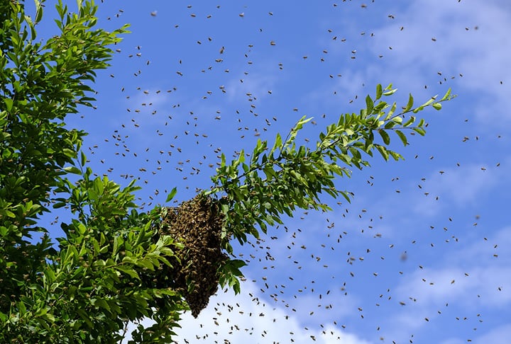 Veja como afastar abelhas com medidas simples e substâncias naturais