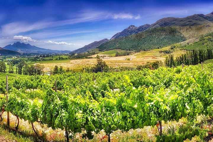 Já a região de Stellenbosch, a menos de 45 minutos da Cidade do Cabo, é rodeada pelas majestosas montanhas Stellenbosch, vinhedos e pomares, criando um dos cenários mais pitorescos da África do Sul.