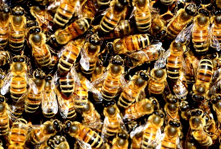 Dados do Departamento de Agricultura dos Estados Unidos (USDA) revelam que 70% de todas as culturas agrícolas são polinizados por abelhas. Estima-se que grande parte dos alimentos consumidos pelos seres humanos seja produto do processo de polinização desses insetos.