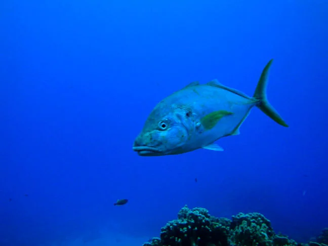 Aquecimento global põe em risco peixe mais caro do mundo