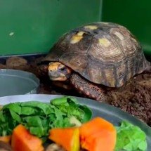 Após ficar anos debaixo de piso, jabuti resgatado entra em quarentena - reprodução/Naturatins