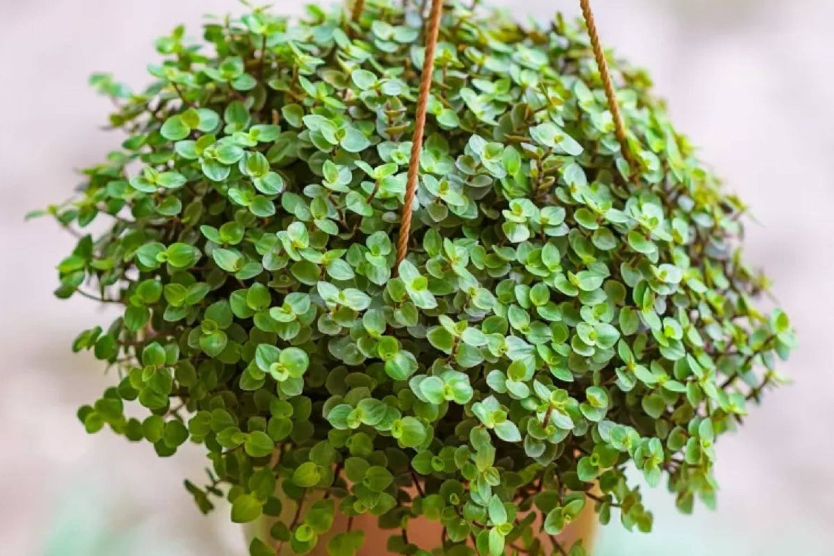 Planta dinheiro-em-penca