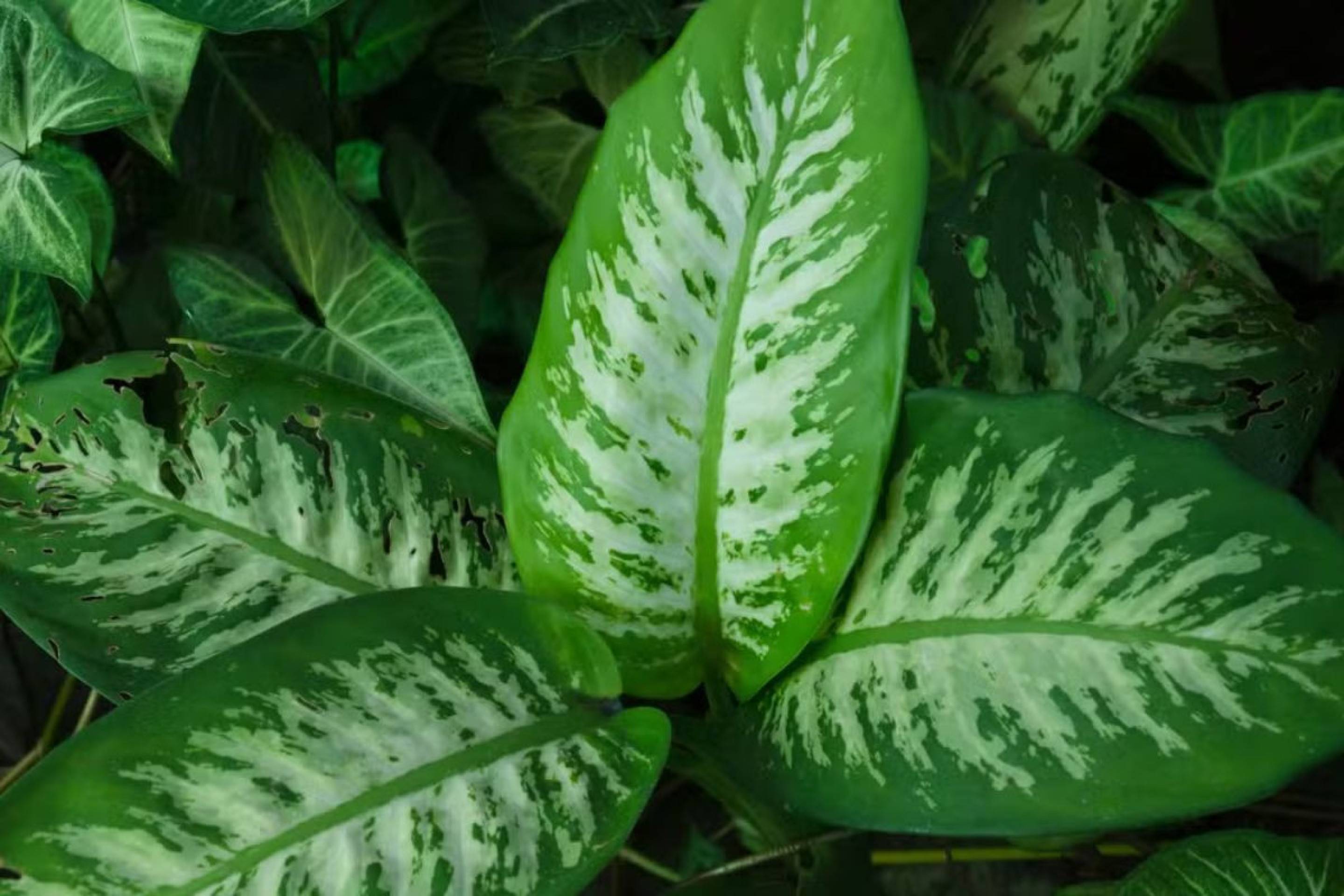 Planta comigo-ninguém-pode