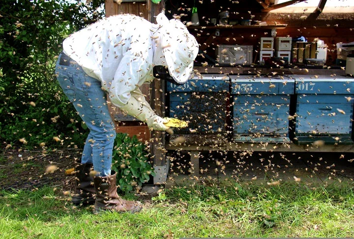 A apicultura contribui, de forma eficaz, para minimizar a interferência e a degradação da natureza, corroborando com a produção integrada na agropecuária. Criar abelhas é de suma importância para a agricultura pela efetiva polinização, que, por sua vez, provoca um significativo aumento na produção agrícola.