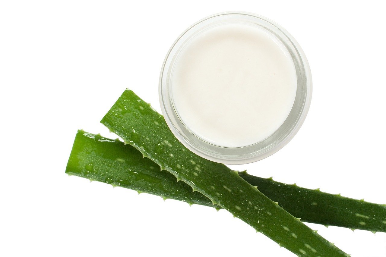 Conheça a babosa (aloe vera), suas utilidades e contraindicações