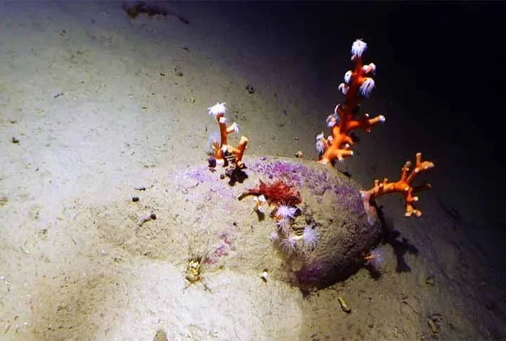 Mergulhadores acham carga de navio que naufragou há 2 mil anos na Itália -  Soprintendenza del Mare/Divulgação