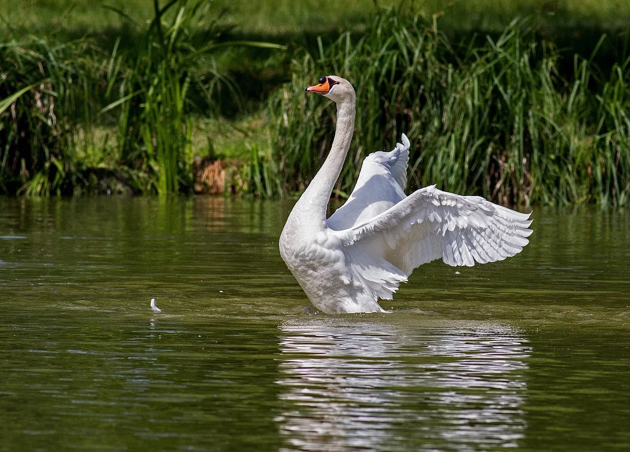 Elegância e singeleza: a beleza dos cisnes inspirou um dos mais famosos balés da história