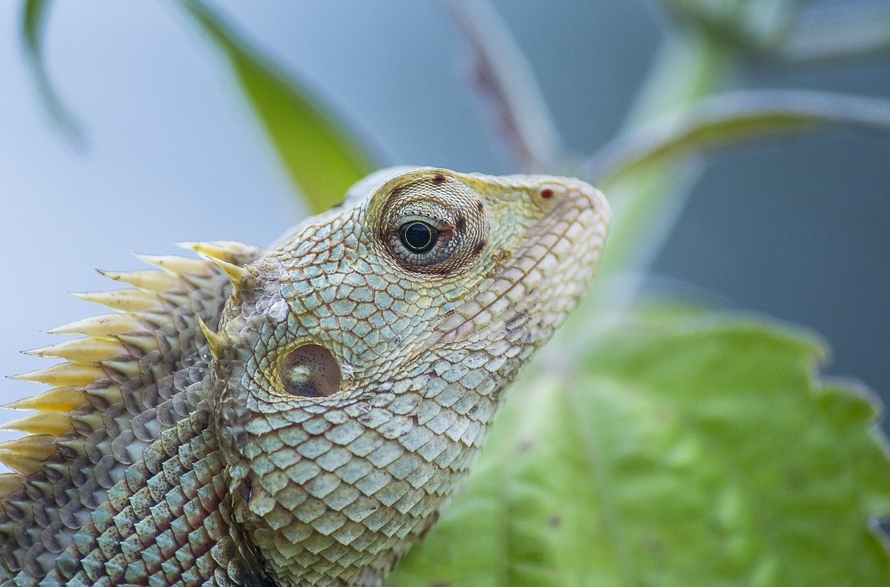 O camaleão é coberto por escamas. Afinal, sua pele possui queratina, o que apresenta uma série de vantagens. como a resistência. Diferentes espécies são capazes de variar a sua coloração por meio de combinações de rosa, azul, vermelho, laranja, verde, preto, etc.