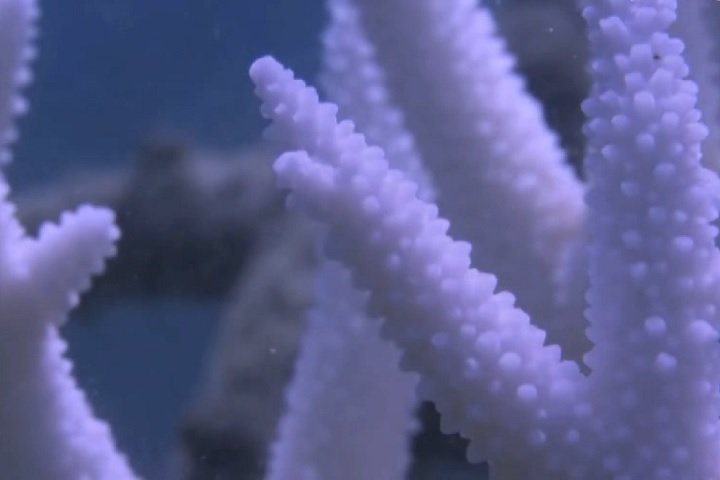 O branqueamento dos corais foi atribuído principalmente a uma forte onda de calor combinada com o fenômeno El Niño, que impacta o clima global.