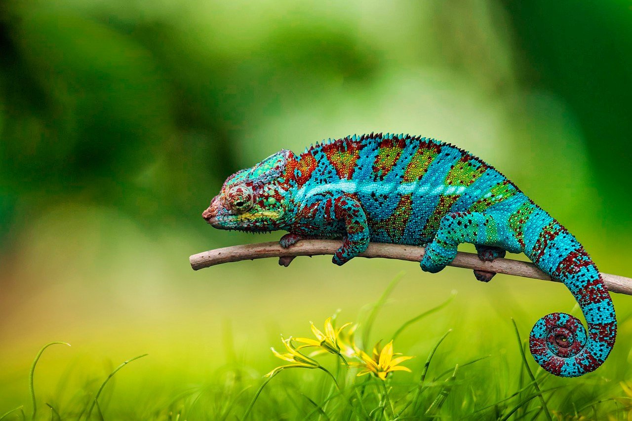 No momento de seu ataque, tem o costume de movimentar-se com lentidão para não ser notado. Em seguida, com agilidade, consegue estender a língua quase um metro e capturar as presas. 