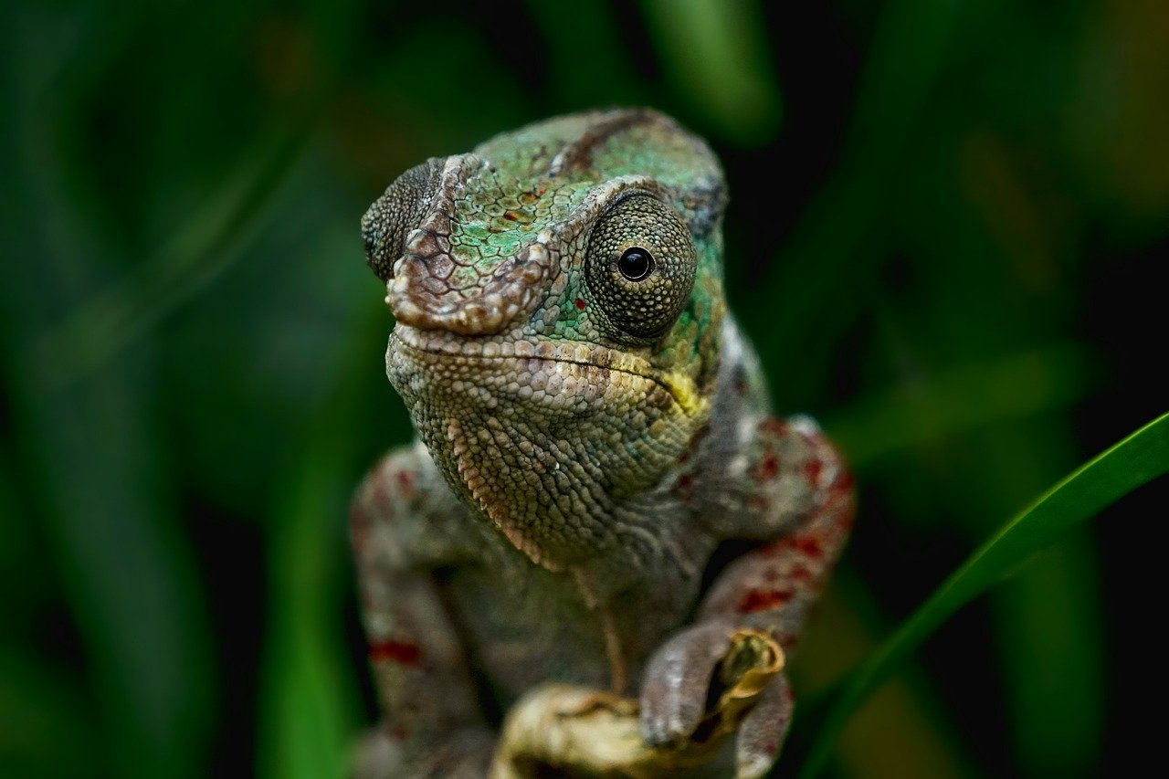 Na Amazônia e na Região Nordeste do Brasil, o lagarto conhecido como iguana (Iguana iguana) é por vezes chamado de camaleão, embora pertença a uma família diferente (família Iguanidae).
