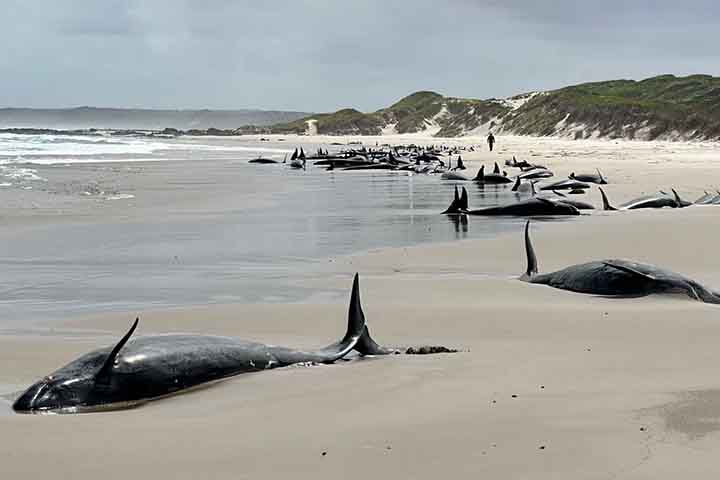 Quase 100 baleias são sacrificadas após encalharem em praia remota da Tasmânia
